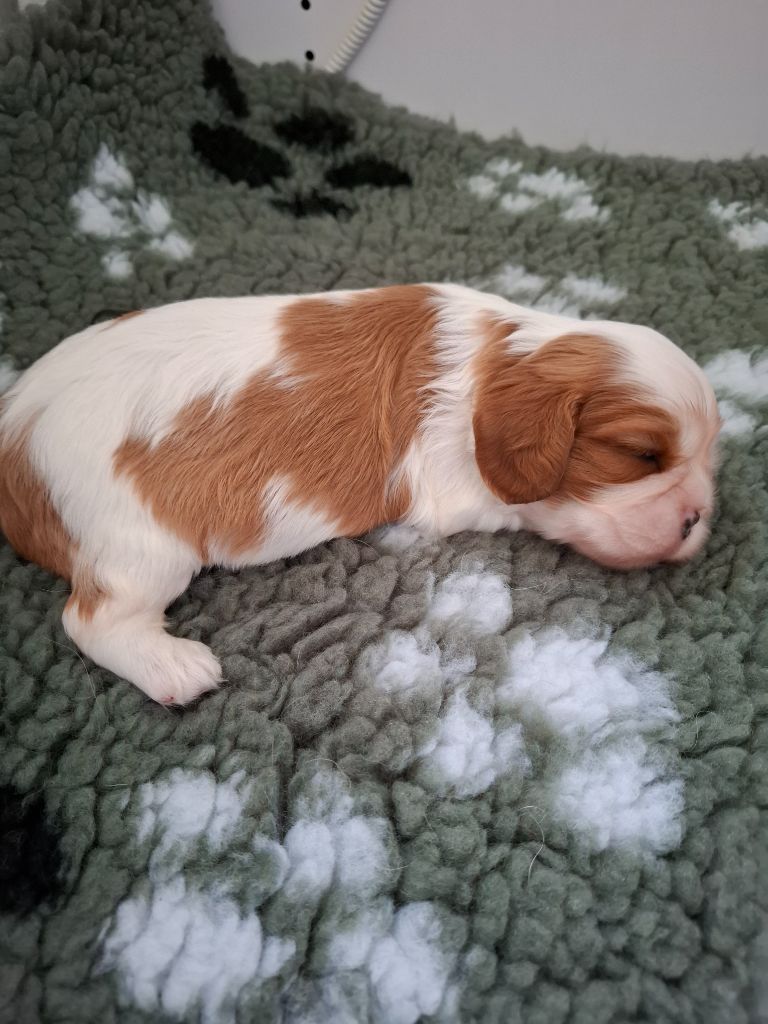 du jardin d'Abby Van - Chiots disponibles - Cavalier King Charles Spaniel