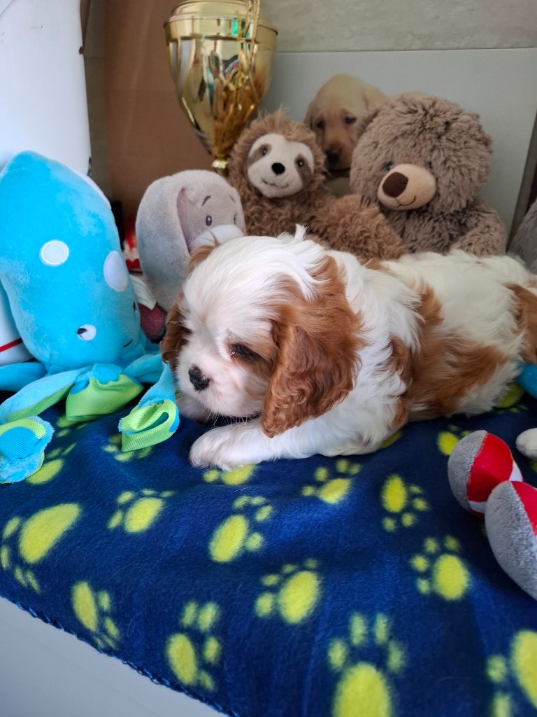 du jardin d'Abby Van - Chiots disponibles - Cavalier King Charles Spaniel