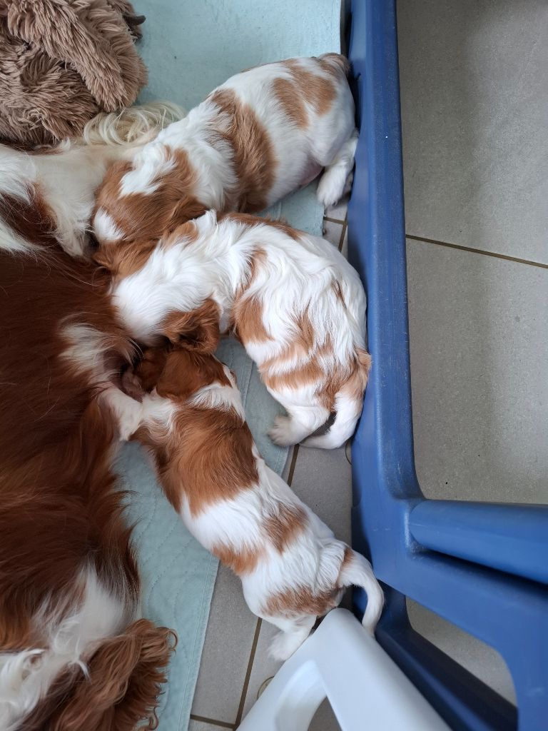 Chiot Cavalier King Charles Spaniel du jardin d'Abby Van