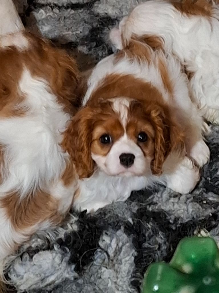 du jardin d'Abby Van - Chiots disponibles - Cavalier King Charles Spaniel
