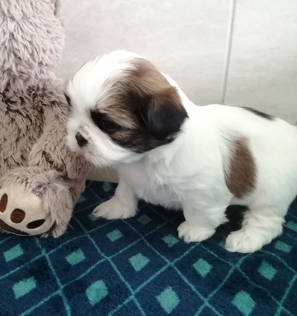 du jardin d'Abby Van - Shih Tzu - Portée née le 09/08/2024